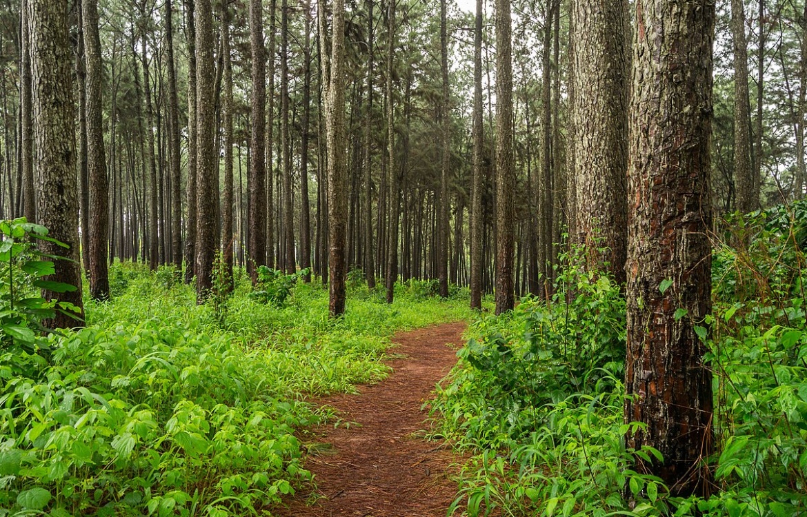 Nwgo Pine Forest